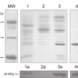 A Sds Page Of Proteins Extracted From Rice And E Coli Bl De And