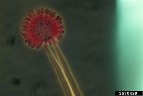 Aspergillus Fungi Genus Aspergillus Link