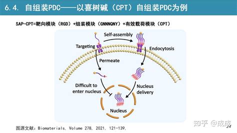 文献专题解读 多肽药物偶联物peptide Drug Conjugates Pdcs概述与未来发展方向【副标题：多肽作为癌症靶向治疗的