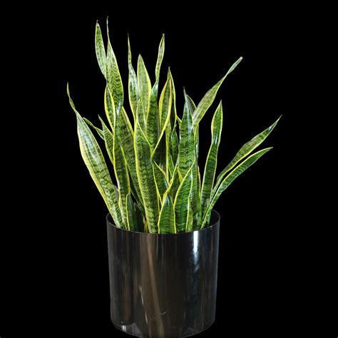 Snake Plant - Ariston Flowers and Boutique