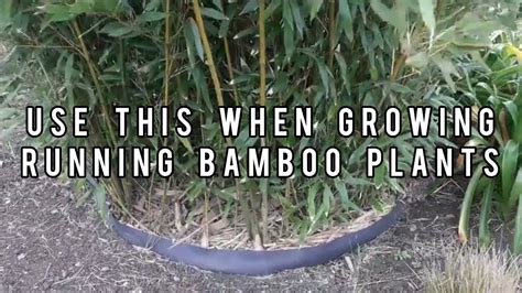 Bamboo Root Rhizome Barrier Stops Bamboo Spreading YouTube