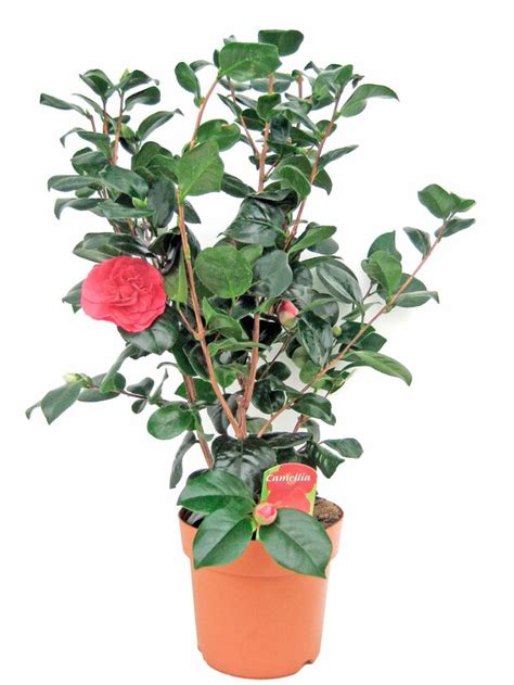 Camellia Japonica im 19 cm Topf von Thomas Philipps für 12 98 ansehen