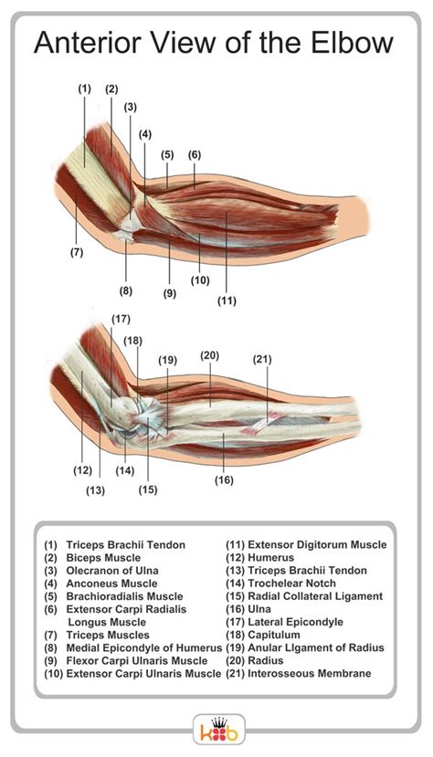 King Brand Elbow Images