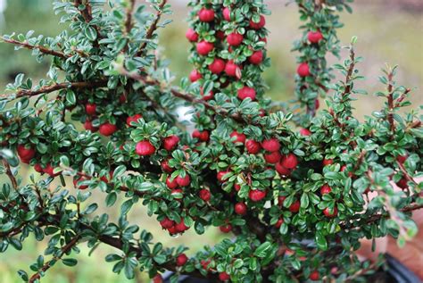 Cotoneaster Microphyllus Shrubs For Sale Letsgoplanting Co Uk