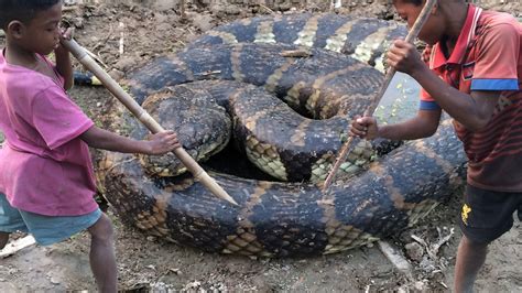 Wow Amazing Children Catch Big Water Snake With Hand I How To Catch