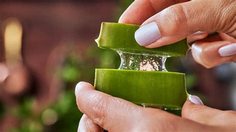 Aloe Vera In Casa Ecco Come Coltivarla