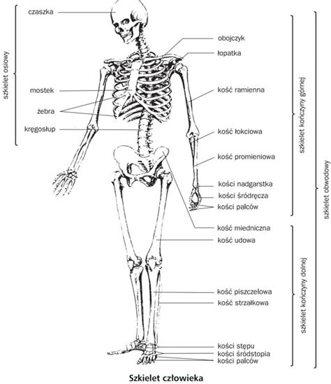 Anatomia Człowieka Dla Dzieci Do Druku