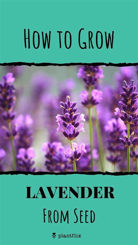 How To Grow Lavender From Seed Gardening Tips Houseplants Growing