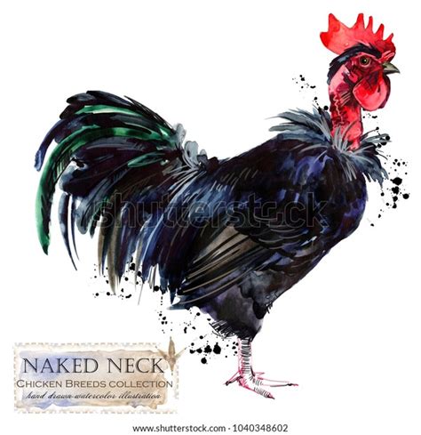 Naked Neck Hen Over Royalty Free Licensable Stock Illustrations Drawings Shutterstock