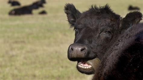 Helicopter Shooters Set To Gun Down Feral Cows In New Mexico