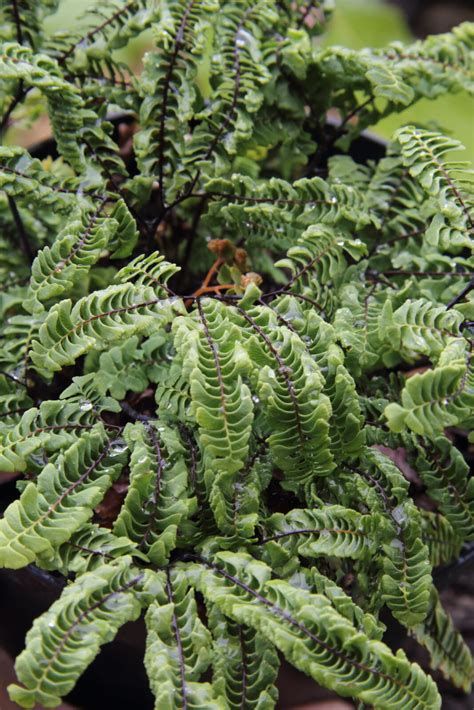 Adiantum Aleuticum Subpumilum Pan Global Plants