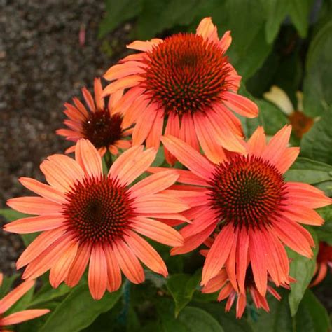 Echinacea Sunset Coneflower Full Sun Plants Echinacea Outdoor Garden