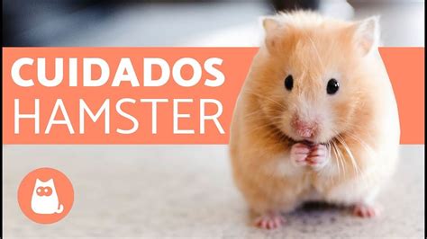 VIDEO COMO CUIDAR A UN HAMSTER Aprende Todo Lo Necesario