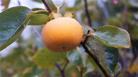 10 Italian Persimmon Tree Dateplum Date Plum Fruit Diospyros Etsy