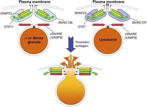 Snare Dependent Fusion Of Platelet Granules With The Plasma Membrane Download Scientific