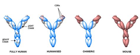 Humanized Monoclonal Antibody