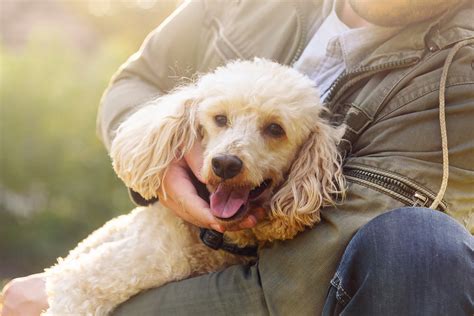 Le Migliori Razze Di Cani Da Compagnia Petyoo