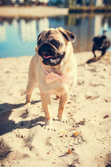 Portrait Of Cute Pug Dog Outdoors 30192917 Stock Photo At Vecteezy