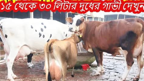 ১৫ থেকে ৩০ লিটার দুধের মুন্ডি গাভী দেখুন। স্টাম্পে লিখিত গ্যারান্টি