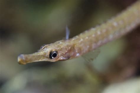 Lesser Pipefish Swimming Syngnathus Rostellatus Arne Kuilman Flickr