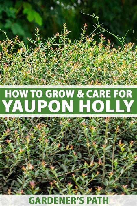 How To Grow And Care For Yaupon Holly