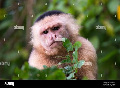White Faced Capuchin Monkey Stock Photo Alamy