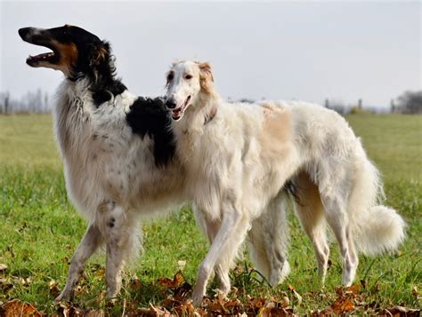 7 borzoi temperament traits to know about plus buyers guide – Artofit