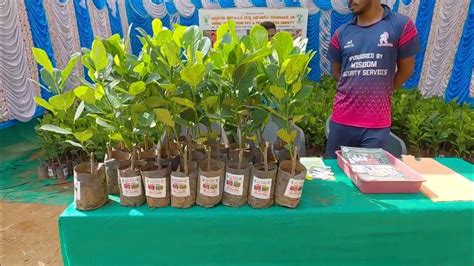 Siddu Jackfruit Nursery Show Youtube