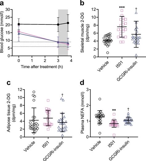 Blood Glucose Levels Deoxy Glucose Dg Uptake In Skeletal Muscle