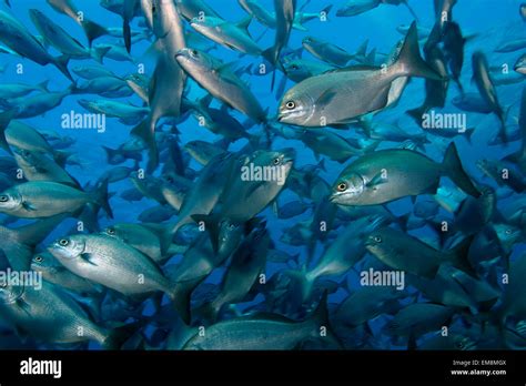 Northwest Hawaiian Islands Gardner Pinnacles Chubs Nenue Kyphosus
