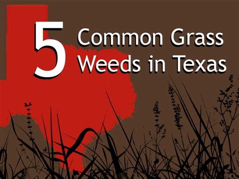 5 Common Grass Weeds In Texas