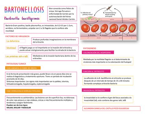 Bartonella Resumen Warning TT Undefined Function 32 Bien