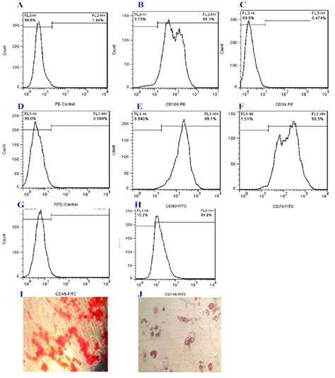 Characterization Of Endometrial Mscs Human Endometrial Mscs Positively