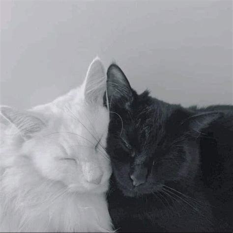 Pin On Cats 🐱🌛 Black Cat Aesthetic White And Black Cat Cute Cats Photos