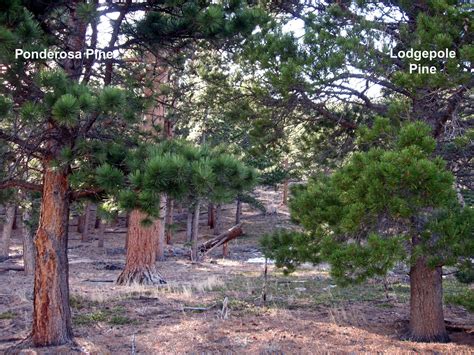 Rocky Mountain Bushcraft Rocky Mountain Tree Identification Ponderosa