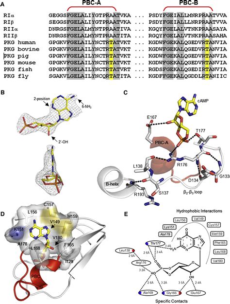 Crystal Structure Of CGMP Dependent Protein Kinase Reveals Novel Site