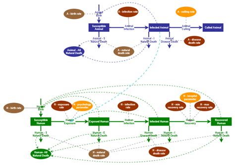 Advanced SEIR Model for Human-Animal Epidemic #1 | Insight Maker