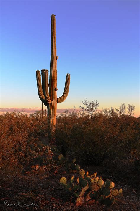 Saguaro Np East Rincon Mountain District Sunset Flickr