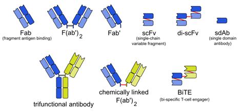 immunology - Possibility and feasibility of producing designed antibodies with bacteria ...