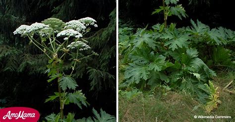 Invasive Plant That Causes Blindness And Third Degree Burns Discovered In A Us State