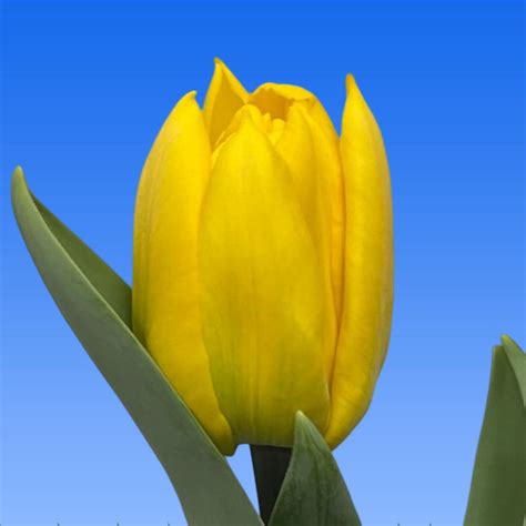 Tulp Sunlight Borst Bloembollen