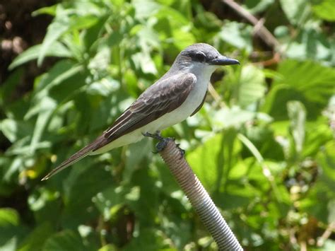 Gray Kingbird