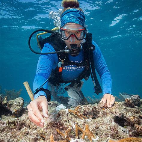 Large Scale Coral Restoration Begins In Florida Keys Sanctuary