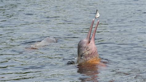 Amazon river dolphins threatened by mercury pollution - CGTN