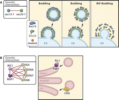 An E-MAP of the ER: Cell