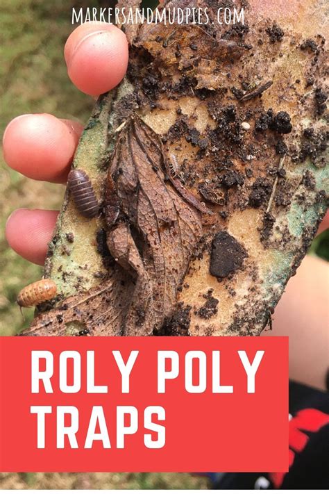 Roly Poly Traps Pill Bug Poly School Garden