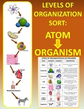 Levels Of Organization In Living Things Sort Atom To Organism By