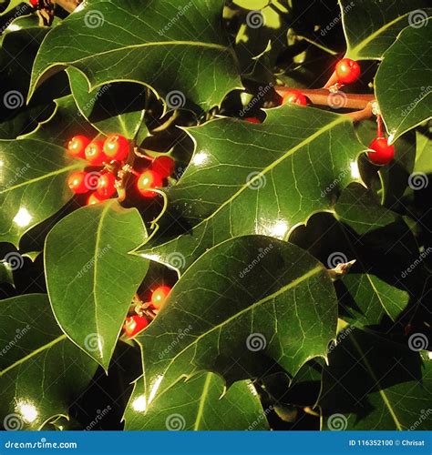 Holly Leaves And Berries Stock Photo Image Of Decoration 116352100
