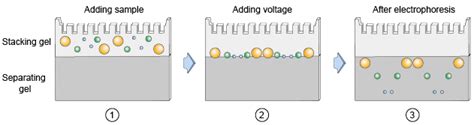 Western Blot Preparation Protocol Creative Diagnostics 2023