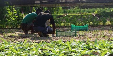 FADA desembolsou 20 mil milhões de kwanzas em projectos agrícolas